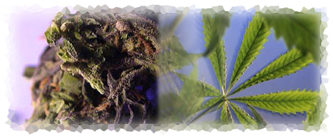 Pictures of Marijuana